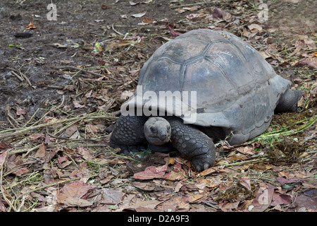 La Digue tartaruga gigante delle Seychelles tartaruga gigante isola Seicelle Foto Stock