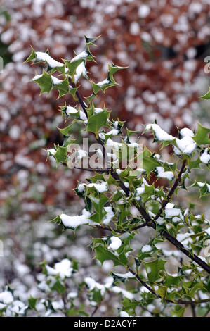 Aberystwyth, Wales, Regno Unito. 18 gennaio 2013. I forti venti hanno guidato la neve nelle foglie di questa holly bush in Comins Coch, Aberystwyth, Wales, Regno Unito - come parti del Galles soffrono condizioni di blizzard - 18 gen 2013. Credito: John Gilbey / Alamy Live News Foto Stock