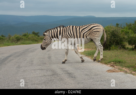 Sud Africa, Eastern Cape, Addo Elephant National Park, Burchell's zebra (Equus burchellii), attraversando la strada Foto Stock