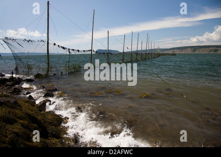 Il pesce weir, una spirale in rete da pesca, pernice in isola vicino Parrsboro, Nova Scotia Foto Stock