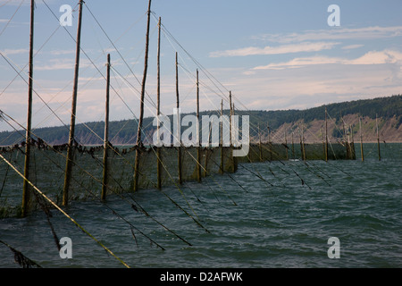 Il pesce weir, una spirale in rete da pesca, pernice in isola vicino Parrsboro, Nova Scotia Foto Stock