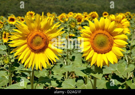 Primo piano Il girasole (Helianthus annuus) Foto Stock