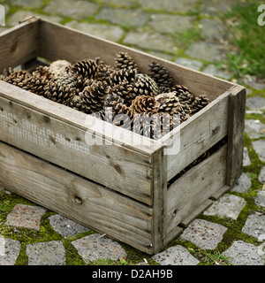 Cassa di pigne su ciottolo a piedi Foto Stock