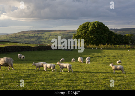 Pecora che pascola nel campo erboso Foto Stock