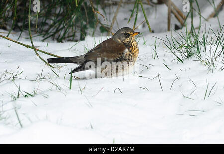 Allodole Cesene Beccacce Turdus pilaris in giardino in caso di gelo con  neve sul terreno Norfolk febbraio Foto stock - Alamy