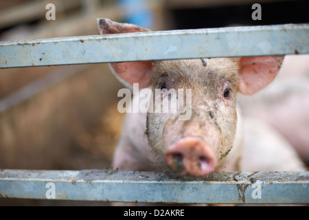 I suini che spuntavano da dietro il recinto Foto Stock