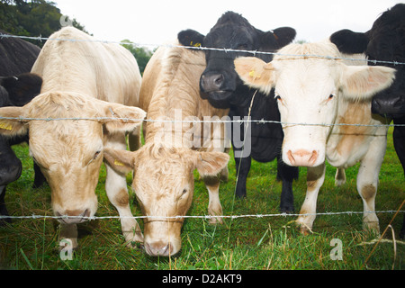 Vacche che spuntavano dal recinto di filo Foto Stock