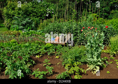Orto con un arbusto hedge in background, letti misti di ortaggi : patate, fagioli nani, aglio, ... Foto Stock