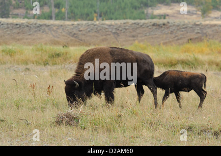 Bufalo americano (Bison bison) mucca e vitello nel Parco Nazionale di Yellowstone Wyoming Foto Stock