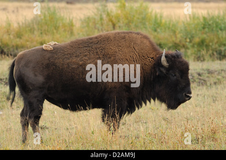 Bufalo americano (Bison bison) nel Parco Nazionale di Yellowstone Wyoming Foto Stock