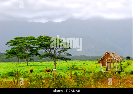 Più cavalli alimentazione su un ranch in Kauai Hawaii Foto Stock