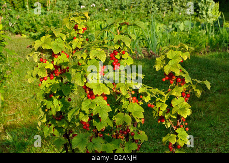 Ribes rosso (ribes rubrum) stagionatura nella boccola. Foto Stock