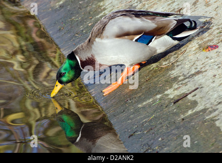 Maschi di anatra germano reale (Anas platyrhynchos) scendendo da una sponda ripida e guardando il suo riflesso nell'acqua. Foto Stock