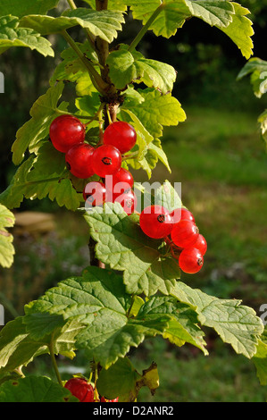 Ribes rosso (ribes rubrum) nella boccola. Foto Stock