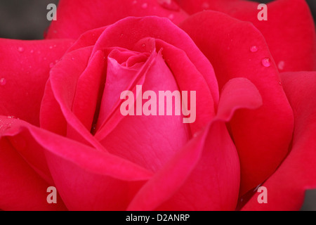Primo piano di una rosa rossa coperta con gocce di rugiada Foto Stock