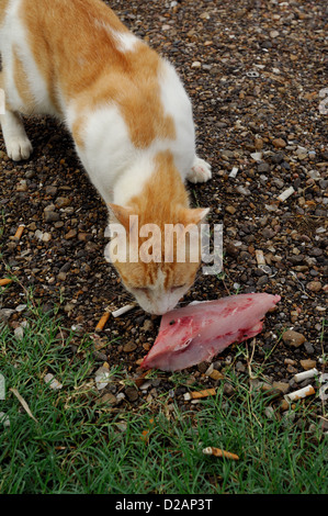 Feral gatto di casa strappi di filetto di pesce sfridi Foto Stock
