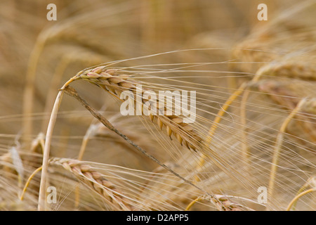 Spighe mature / spikelets nel campo di orzo (Hordeum vulgare) in estate Foto Stock