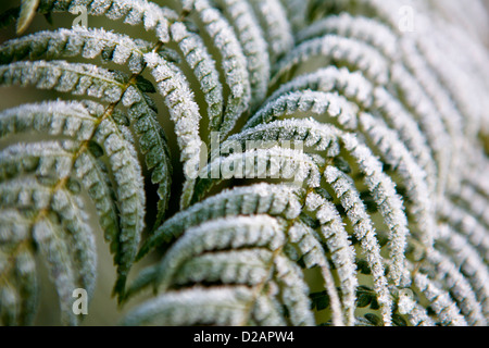 Tree fern (Dicksonia Antartide) fronde coperto di brina Foto Stock