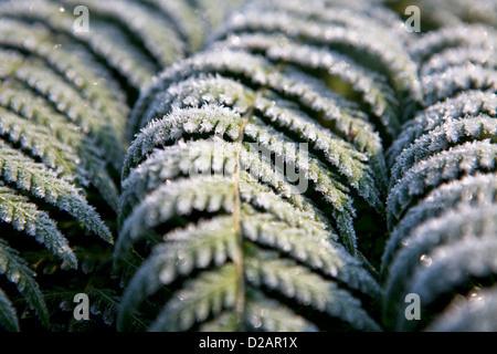 Tree fern (Dicksonia Antartide) fronde coperto di brina Foto Stock