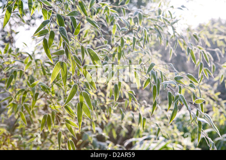 Il bambù refilato con gelo, cattura la luce del sole di mattina (Bambuseae / Phyllostachys nigra) Foto Stock