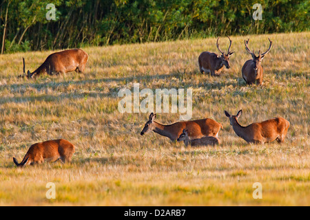 Allevamento di Cervo (Cervus elaphus) con cervi e cerve in cornfield in estate, Svezia Foto Stock