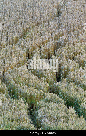 Sentieri del foraggio mandria di Cervo (Cervus elaphus) in cornfield in estate, Svezia Foto Stock