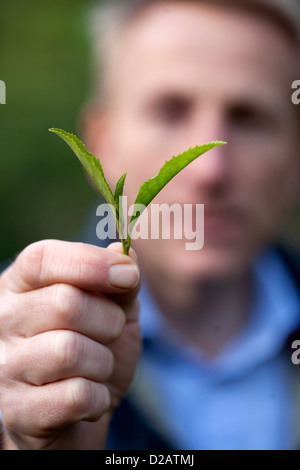 Jonathan Jones di Tregothnan tenuta vicino a Truro, Cornwall con foglie prelevato dal suo piante di tè nella valle himalayana Foto Stock
