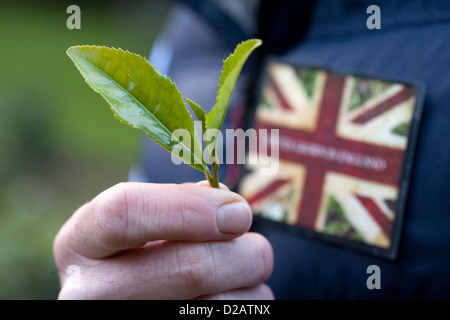 Jonathan Jones di Tregothnan tenuta vicino a Truro, Cornwall con foglie prelevato dal suo piante di tè nella valle himalayana Foto Stock