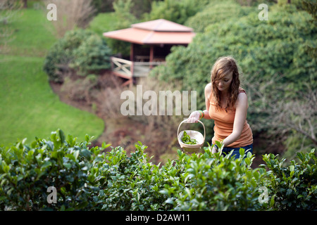 Tregothnan Station Wagon la piantagione di tè. Un lavoratore di sesso femminile che raccoglie le foglie di piante di tè Foto Stock