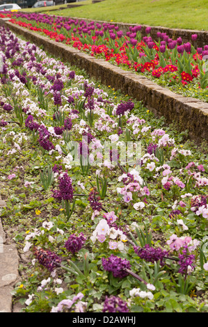 Bella luminosa molla colorati fiori piantati in righe, che fiorisce in aiuole paesaggistici, scenic Town Center - Ilkley, West Yorkshire, Inghilterra, Regno Unito Foto Stock