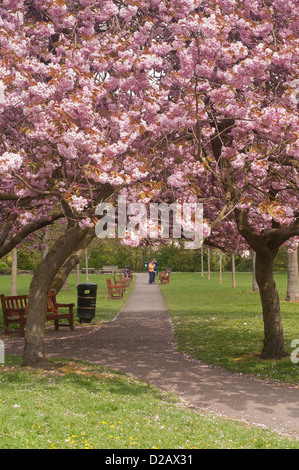 Le persone a rilassarsi nel parco soleggiato sotto la tettoia di alberi con belli e colorati di rosa fiori di ciliegio in primavera - Riverside Gardens, Ilkley, Yorkshire, Regno Unito. Foto Stock