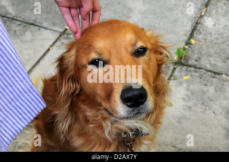 Nova Scotia Duck-Tolling Retriever Foto Stock