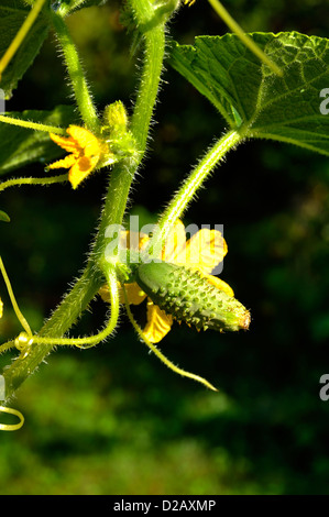 Mini cetriolo, varietà : 'Vert Petit de Paris". Mini cetriolo, varietà : 'Vert Petit de Paris " (Cucumis sativus), Foto Stock