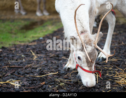 Faccia di renne di mangiare il fieno con red briglia Foto Stock