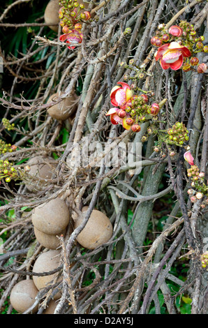 Fiori e frutti da Cannonball tree, Couroupita guianensis. Foto Stock