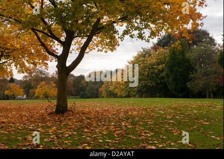 Foglie cadute di alberi e visualizzazione di autunno ricco di colore arancione oro rame colori nel panoramico parco pubblico - vaganti, Harrogate, North Yorkshire, Inghilterra, Regno Unito Foto Stock