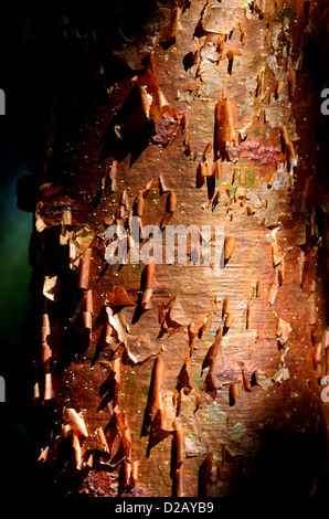 Rosso di corteccia di albero di un Gumbo Limbo tree. Il parco nazionale delle Everglades, Florida, Stati Uniti d'America. Foto Stock