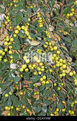 Ziziphus mauritiana, jujube indiano, Indiano plu, Miao; Arunachal Padesh; India Foto Stock