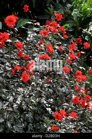 Dahlia 'Vescovo di Llandaff', Asteraceae. Foto Stock