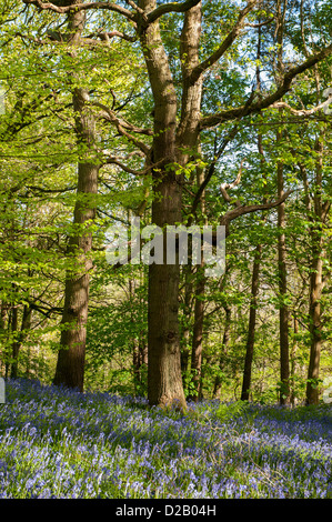 Bluebells Flowering creare bellissimi colorato tappeto blu sotto alberi soleggiati in primavera - Middleton Woods, Ilkley, West Yorkshire, Inghilterra, Regno Unito. Foto Stock