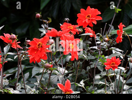 Dahlia 'Vescovo di Llandaff', Asteraceae. Foto Stock