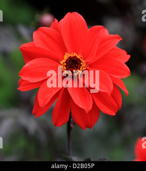 Dahlia 'Vescovo di Llandaff', Asteraceae. Foto Stock