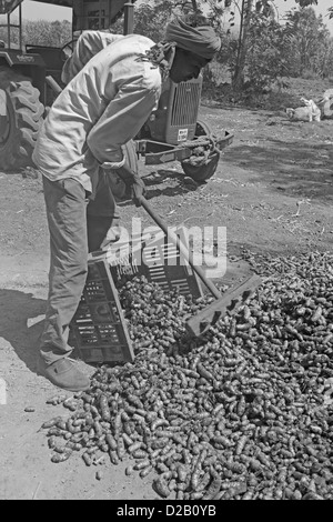 La curcuma, Curcuma longa in lavorazione per essiccazione e per la polverizzazione, Wai, Satara, Maharashtra, India Foto Stock