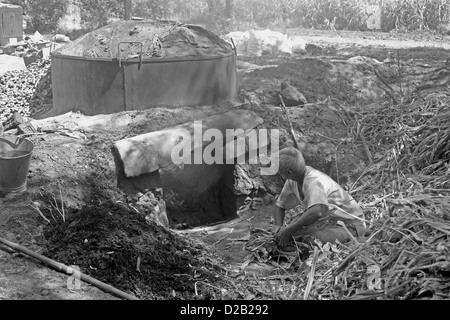 La curcuma, Curcuma longa in lavorazione per essiccazione e per la polverizzazione, Wai, Satara, Maharashtra, India Foto Stock