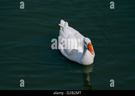 Le anatre domestiche, Anas platyrhynchos f domestica nei pressi di un laghetto di Pune, Maharashtra, India Foto Stock