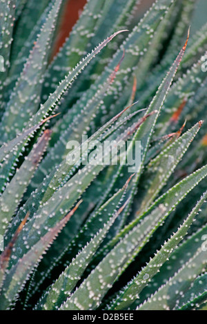 Aloe aristata 'laccio Aloe'. Una bella specie con rosette dense di 20cm di foglie di colore verde scuro coperto in bianco puntino in rilievo Foto Stock