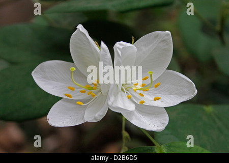 Fiore di Bauhinia Acuminata pianta Foto Stock