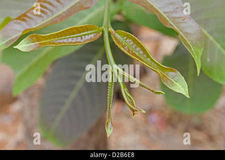Terminalia Alata Foto Stock