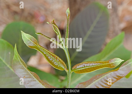 Terminalia Alata Foto Stock