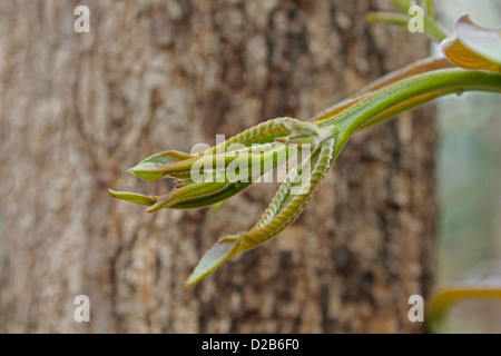Terminalia Alata Foto Stock